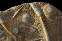 Ammonites et Orthocères (Maroc)